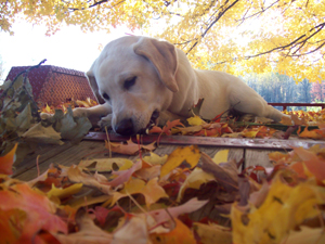 Josie enjoying the colorful fall leaves