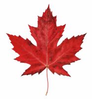 Maple leaf
