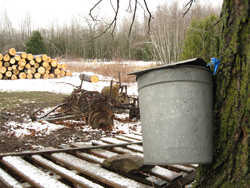 Sap Bucket